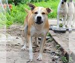 Small Labrador Retriever Mix