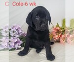 Small Photo #9 Labrador Retriever Puppy For Sale in CATO, NY, USA