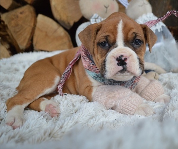 Medium Photo #4 Boxer Puppy For Sale in HONEY BROOK, PA, USA