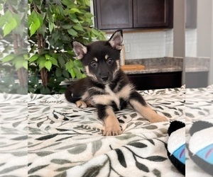 Pomsky Puppy for sale in INDIANAPOLIS, IN, USA