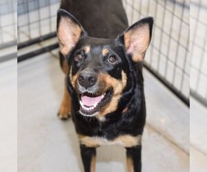 Rottweiler-Unknown Mix Dogs for adoption in Sheridan, CO, USA