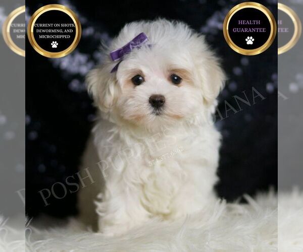 Medium Photo #1 Maltese Puppy For Sale in WARSAW, IN, USA