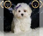 Small Maltese