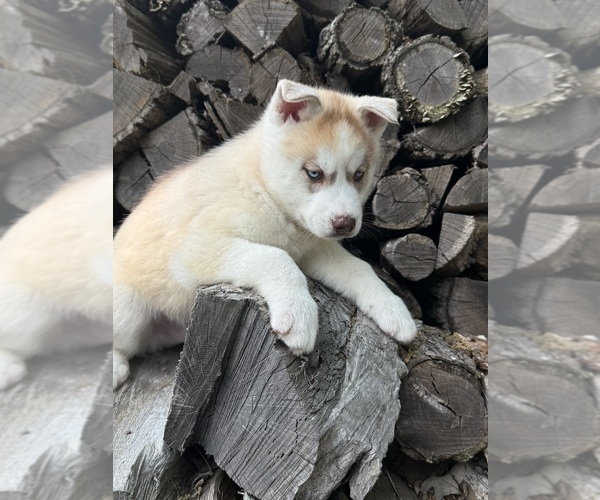 Medium Photo #2 Siberian Husky Puppy For Sale in STAPLES, MN, USA