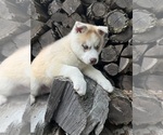 Small #1 Siberian Husky