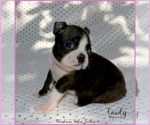 Boston Terrier Puppy for sale in MOSELLE, MS, USA