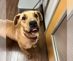 Small #5 Labrador Retriever Mix