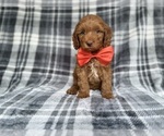 Small Cockapoo (Miniature)