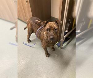 American Pit Bull Terrier-Unknown Mix Dogs for adoption in Baytown, TX, USA