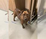 Small American Pit Bull Terrier Mix