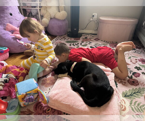 Medium Photo #3 Mutt Puppy For Sale in Fenton, MO, USA