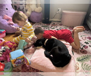 BAILEY - Female Mutt Dog for Adoption - Photo #3