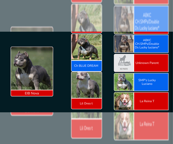 Medium Photo #11 American Bully Puppy For Sale in BAKERSFIELD, CA, USA