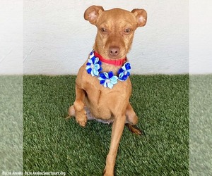 Stevie - Female Chipin Dog for Adoption - Photo #3