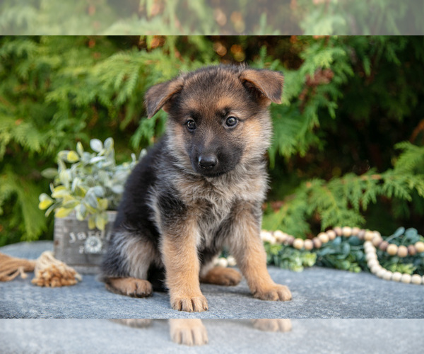 Medium Photo #3 German Shepherd Dog Puppy For Sale in BREMEN, IN, USA