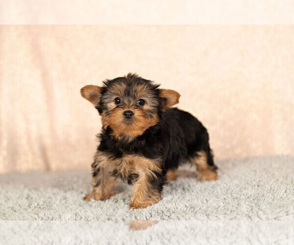 Medium Photo #6 Yorkshire Terrier Puppy For Sale in NAPPANEE, IN, USA