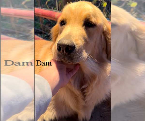 Medium Photo #5 Golden Retriever Puppy For Sale in COLUMBUS, IN, USA