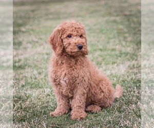 Goldendoodle Puppy for sale in CASCO, MI, USA
