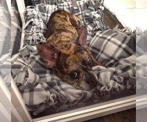 French Bulldog Dogs for adoption in Wheaton, IL, USA