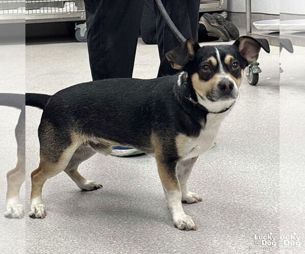 Medium Photo #3 Beagle-Unknown Mix Puppy For Sale in Washington, DC, USA