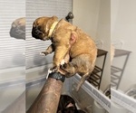 Small Photo #54 Cane Corso-Saint Bernard Mix Puppy For Sale in LIVERMORE, CA, USA
