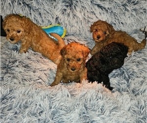 Poodle (Toy) Litter for sale in FORT WORTH, TX, USA