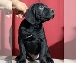 Small Photo #30 Cane Corso Puppy For Sale in COTTAGE GROVE, OR, USA