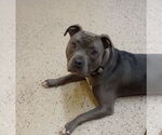 Small Photo #11 American Pit Bull Terrier Puppy For Sale in York, SC, USA