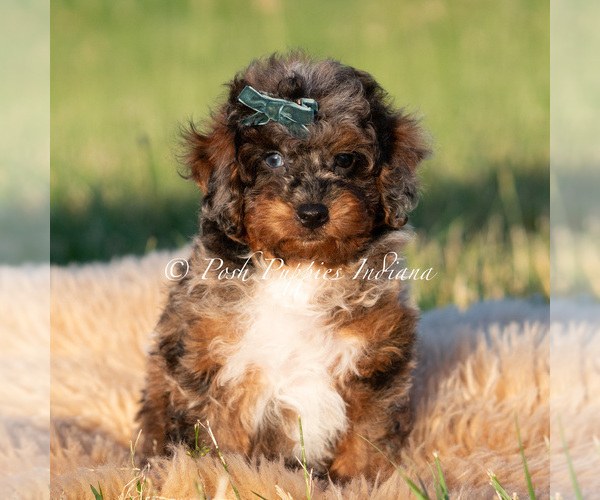 Medium Photo #102 Poodle (Miniature) Puppy For Sale in WARSAW, IN, USA