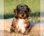 Puppy Charming AKC Poodle (Miniature)