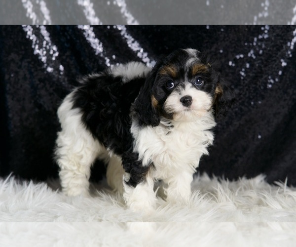 Medium Photo #4 Cavapoo Puppy For Sale in WARSAW, IN, USA