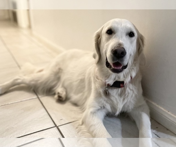 Medium Photo #1 English Cream Golden Retriever Puppy For Sale in BAKERSFIELD, CA, USA