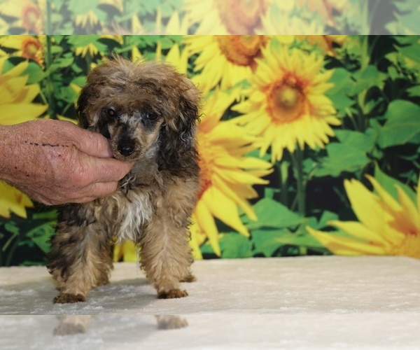 Medium Photo #19 Poodle (Toy) Puppy For Sale in DYERSBURG, TN, USA