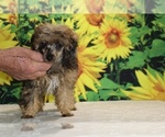 Marbles - Male Poodle (Toy) Puppy for Sale - Photo #19