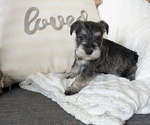Puppy Hope Schnauzer (Miniature)