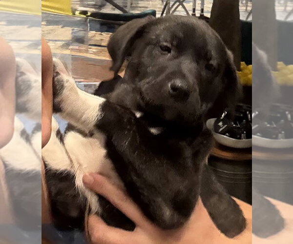 Medium Photo #17 Mutt Puppy For Sale in Sanford, FL, USA