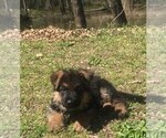 Small Photo #7 German Shepherd Dog Puppy For Sale in AUTRYVILLE, NC, USA
