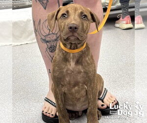 Mutt Dogs for adoption in Washington, DC, USA