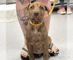 Small Mutt