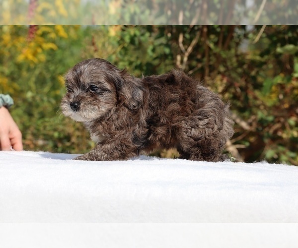 Medium Photo #59 ShihPoo Puppy For Sale in DYERSBURG, TN, USA