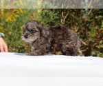 Small #58 ShihPoo
