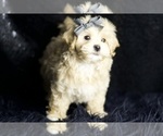 Small #2 Maltipoo (Miniature)