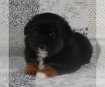 Small #8 Miniature Australian Shepherd