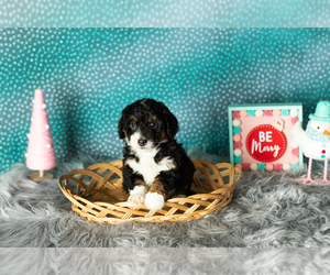 Miniature Bernedoodle-Poodle (Miniature) Mix Puppy for sale in SHIPSHEWANA, IN, USA