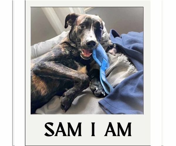Medium Photo #4 American Staffordshire Terrier-Unknown Mix Puppy For Sale in Germantown, OH, USA