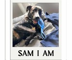 Small #3 American Staffordshire Terrier Mix