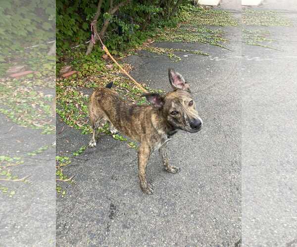 Medium Photo #7 Dutch Shepherd -Unknown Mix Puppy For Sale in San Diego, CA, USA