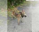 Small #6 Dutch Shepherd  Mix