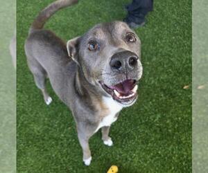 Mutt Dogs for adoption in Baytown, TX, USA