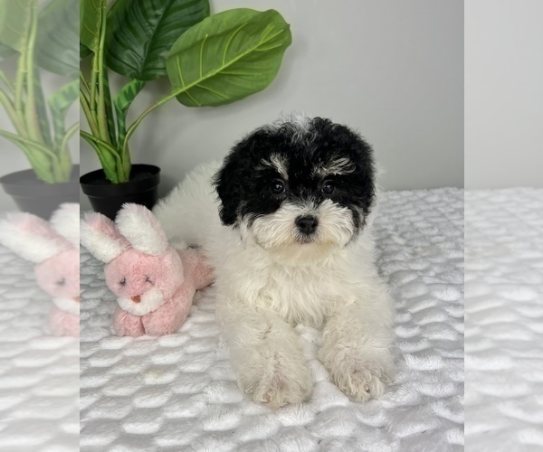 Medium Photo #1 Bernedoodle (Miniature) Puppy For Sale in FRANKLIN, IN, USA